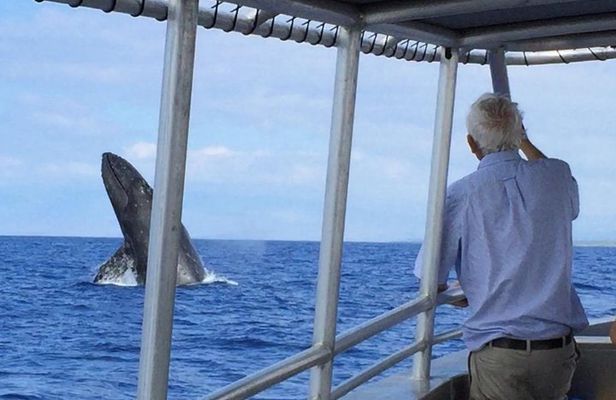 Whale Watching On The Big Island
