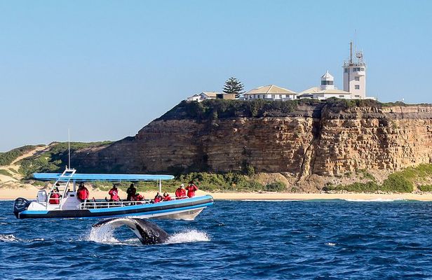 Humpback Whale Encounter Tour from Newcastle