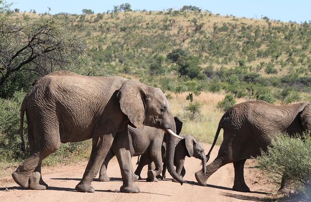 One day Safari including a 5 Hour Open Safari Vehicle Drive