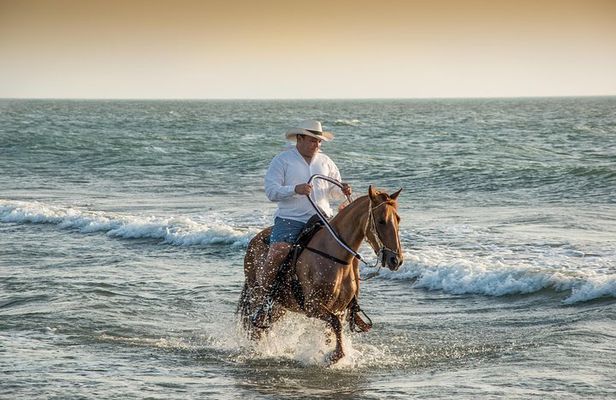 Horseback riding tour in a Colombian Paso fino horse