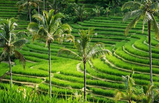 Private tour- UNESCO rice terraces, Ulundanu Beratan, Batukaru, Tanah lot temple