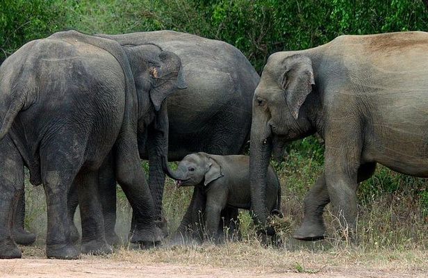 Colombo to Kandy,Ella & Yala 3 Day Tour