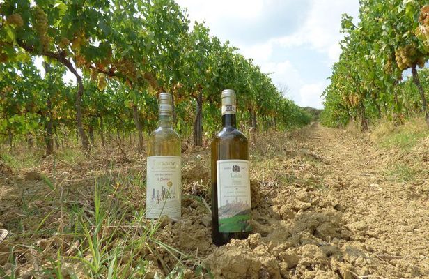 Gourmet Wine Tour San Gimignano Wine Tasting - San Quirico Winery