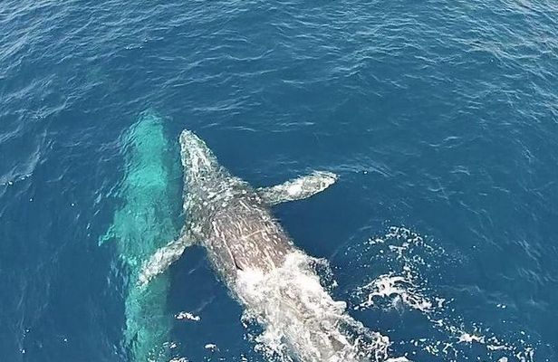 Whale Watching Excursion in Dana Point
