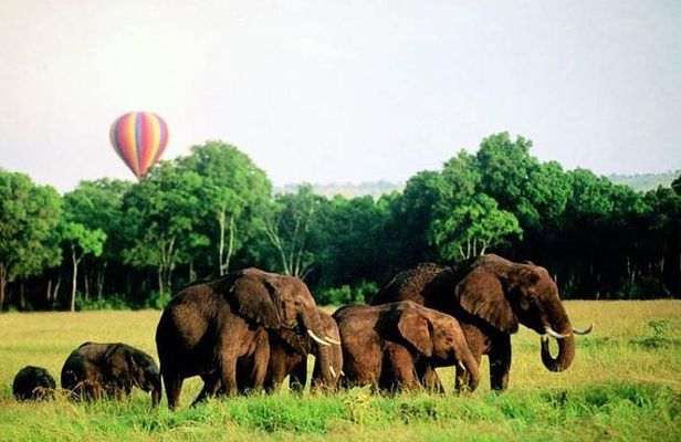 4 Days Enthralling Safaris in Kenya-lake Nakuru Masai Mara