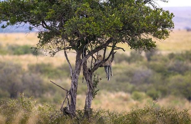 Animal Migration Safaris , Destination - Kenya