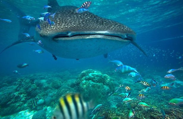Snorkeling with Whale Sharks - Isla Mujeres