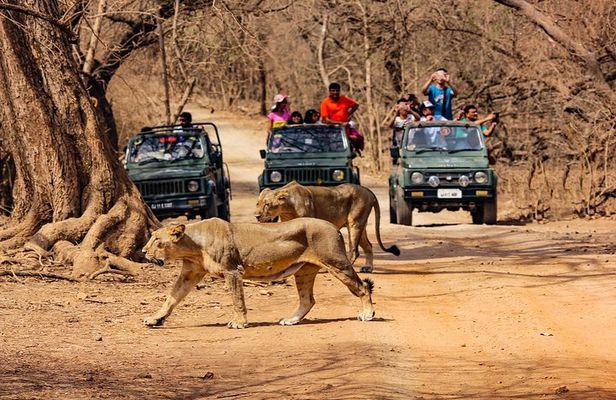 Jeep Safari - Gir National Park, Gujarat, India