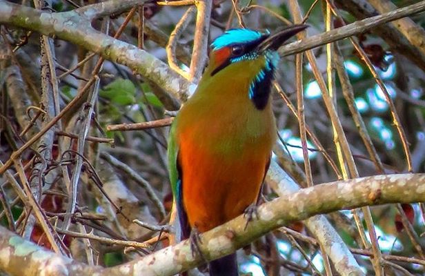 Private Birdwatching Tour