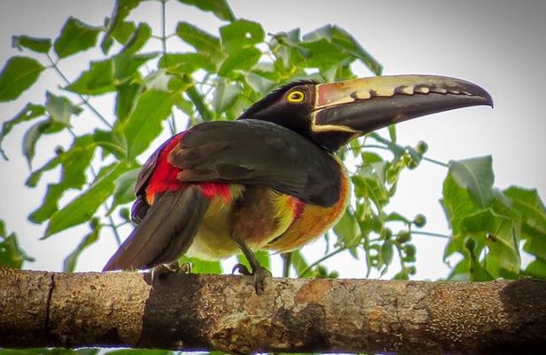 Private Tour: Birdwatching Playa del Carmen