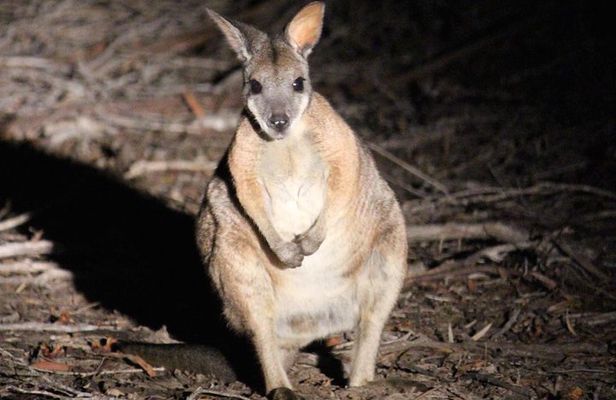 Small Group Kangaroo Island Evening and Night Tour