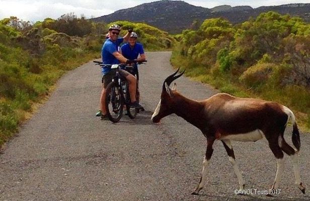 Private Cycling Tour to Cape Point from Cape Town