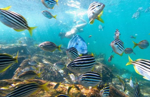 Manly Snorkel Trip and Nature Walk with Local Guide