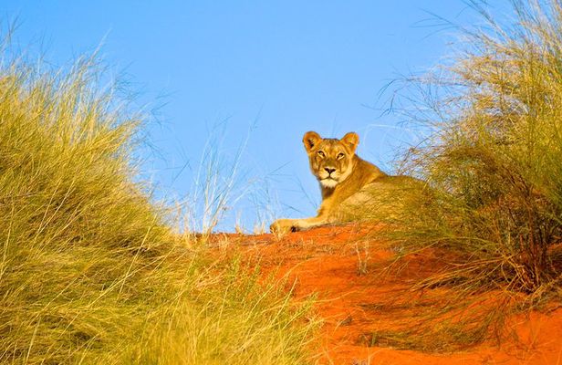 Hluhluwe Imfolozi Safari Day Tour from Durban