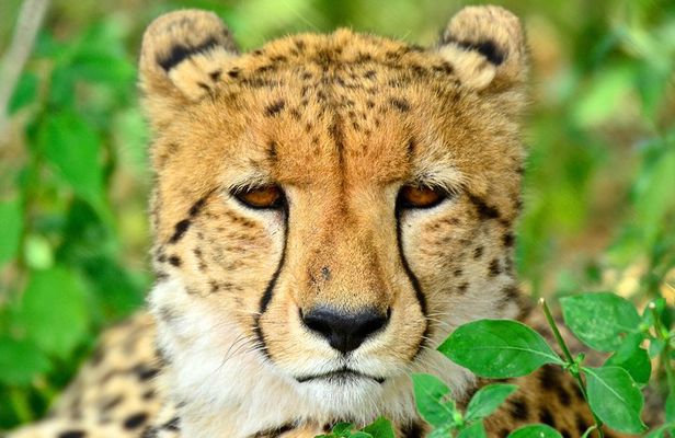 Hluhluwe Safari & Emdoneni Wild Cat Project Day Tour from Durban
