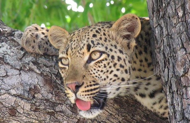 3 day Private Authentic Kruger Park Safari Experience
