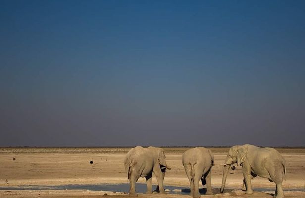 3-Day Etosha Express Accommodated Safari from Windhoek