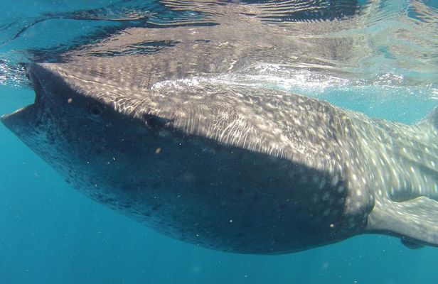 Small-Group Whale Shark and Snorkeling Tour from Cancun