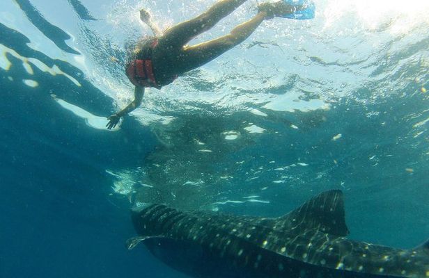 Whale Shark Tour from Holbox Island