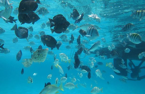 Stingray City Experience Plus One Snorkeling Stop