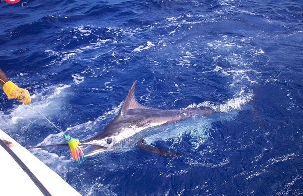 Private Fishing in St Lucia Charters