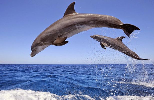 Manavgat and Side Boat Trip with Dolphins Island incl. Lunch