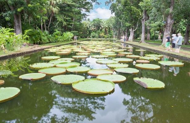 Private North Day Tour: Botanical Garden, Sugar Museum, Rum Tasting, Port Louis