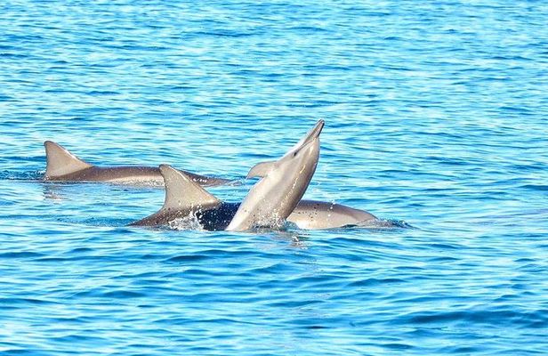 Swim with Wild Dolphins & Benitiers Island With Lunch & Transport
