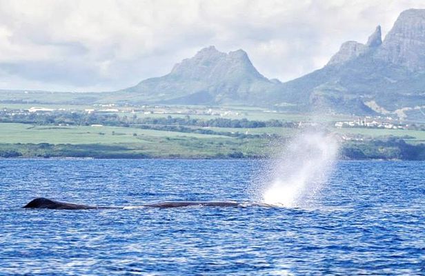 Swim With Wild Dolphins & Whale Watching With Hotel Pickup & Dropoff