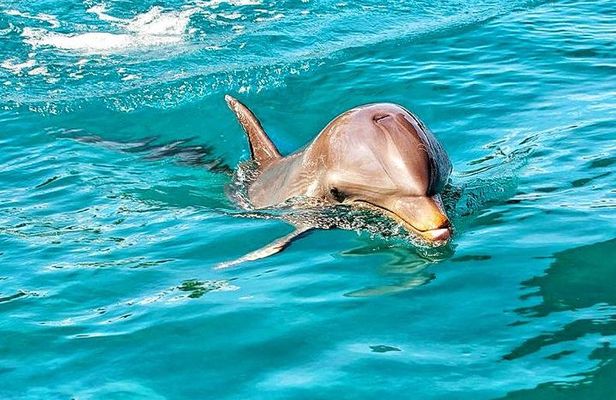 Nature Discovery Tour: Dolphins, Tortoises, the Wild South & More