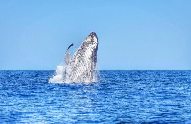 Swimming with Wild Dolphins & Whale Watching With Transportation