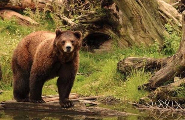 Sitka Shore Excursion: Bears, Raptor Center, & Totem Park Tour (Small Group)