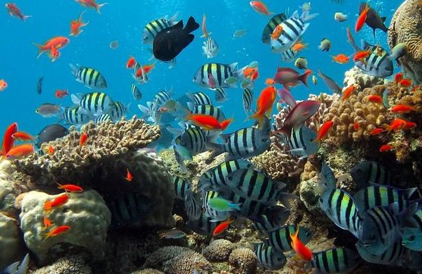 Kings Warf Catamaran Cruise, Snorkel & Refreshments