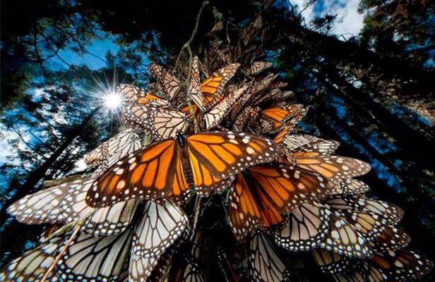 Monarch Butterfly Sanctuary Private Tour from Mexico City