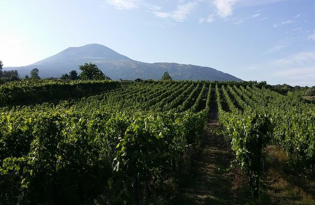 Wine Tour and Lunch with Winetasting and Vineyard Visit