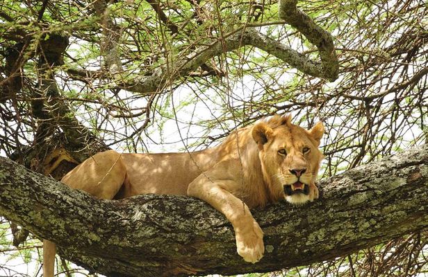 3-Day Safari Tour to Tarangire National Park, Lake Manyara National Park and Ngorongoro Crater from Arusha
