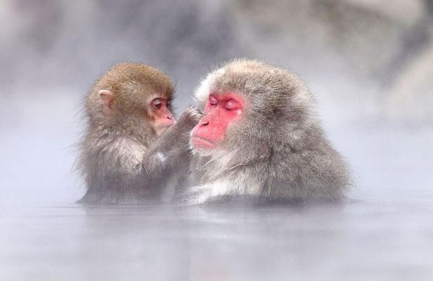 1-Day Snow Monkeys, Zenko-ji Temple & Sake in Nagano