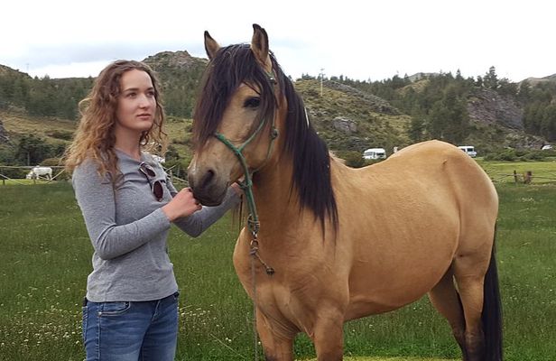 Equestrian experience - Peruvian paso Horse
