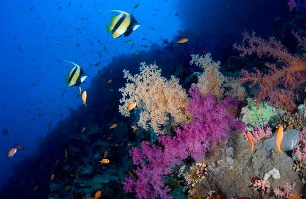 Introductory Dive in Eilat