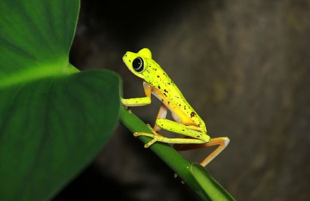 Night Walk Experience at Natura Eco Park, (frogs snakes mammals insects birds)