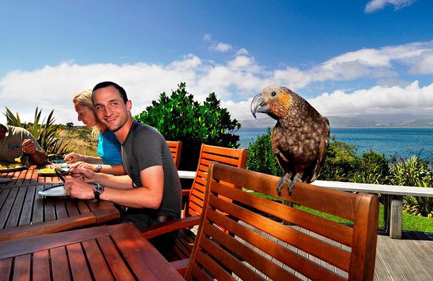Kapiti Island Classic Guided Day Tour