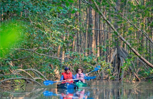 Mangrove Forest Kayak Exploration