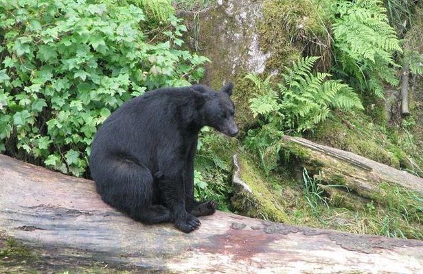 Prince of Wales Island Bear-Viewing Tour By Air From Ketchikan