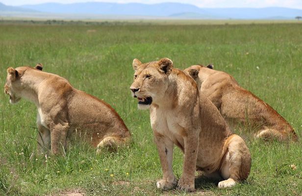3days Masai Mara private safari with a 4x4 land cruiser Jeep