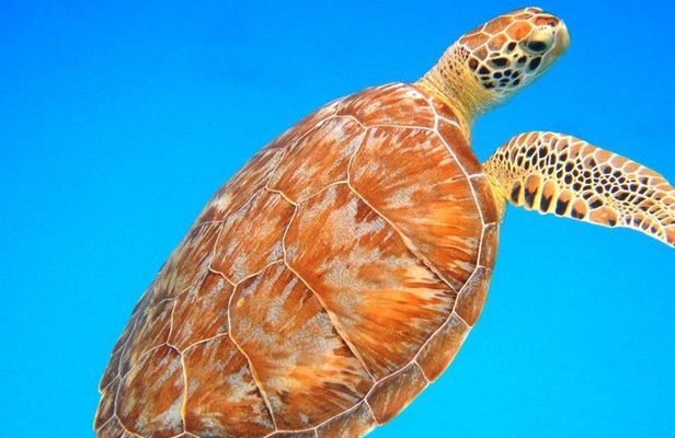 Afternoon Snorkeling Adventure in St Thomas