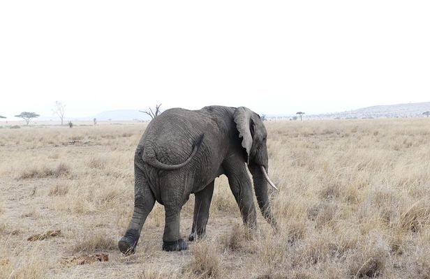Private 6-Day Tarangire Manyara Crater and Serengeti with Mid-Range Lodges