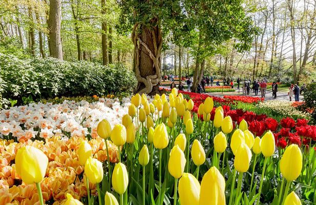 Amsterdam: Half Day Guided Keukenhof Tulip Garden Tour