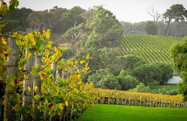 Half-Day Swan Valley & Wildlife Park Tour