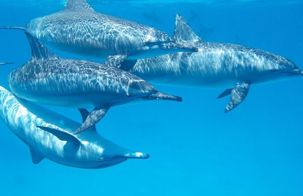 Swim with Wild Dolphins in Hurghada