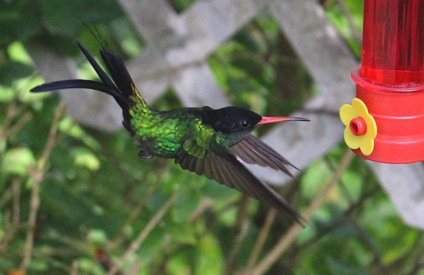 Skip the Line: Ahhh Ras Natango Gallery and Garden Admission Tickets